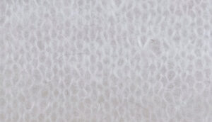 PRESTIGE     nm 21            007824 OPTICAL WHITE